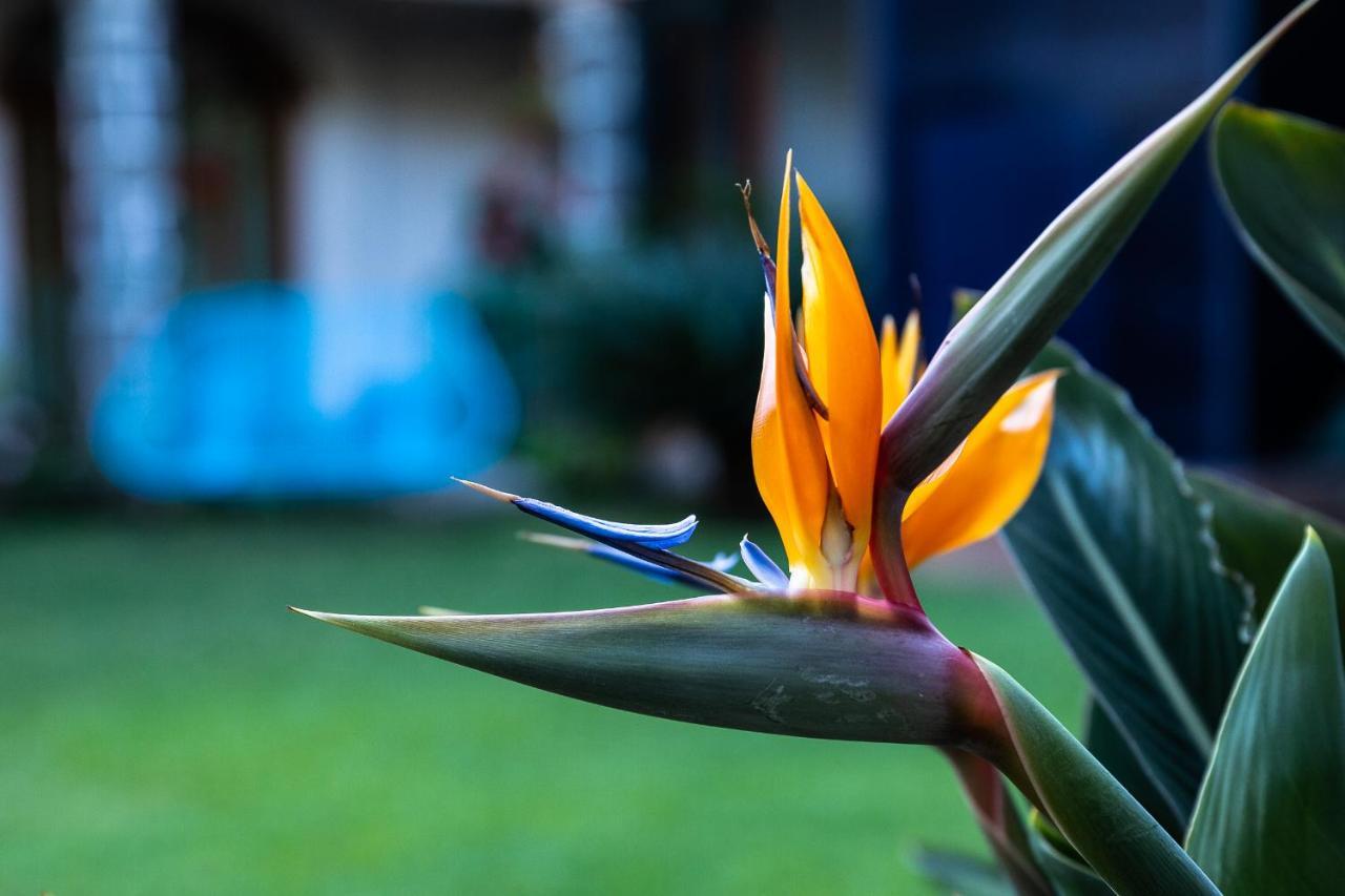 Hotel Colibri Turquesa Tepoztlán Esterno foto